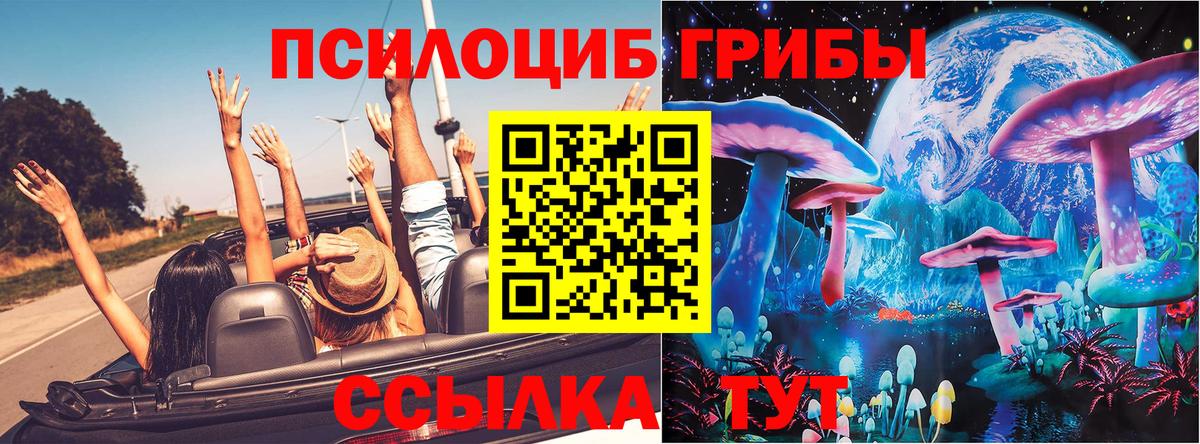 Богородск  Псилоцибиновые грибы Cubensis  Вход с VPN 